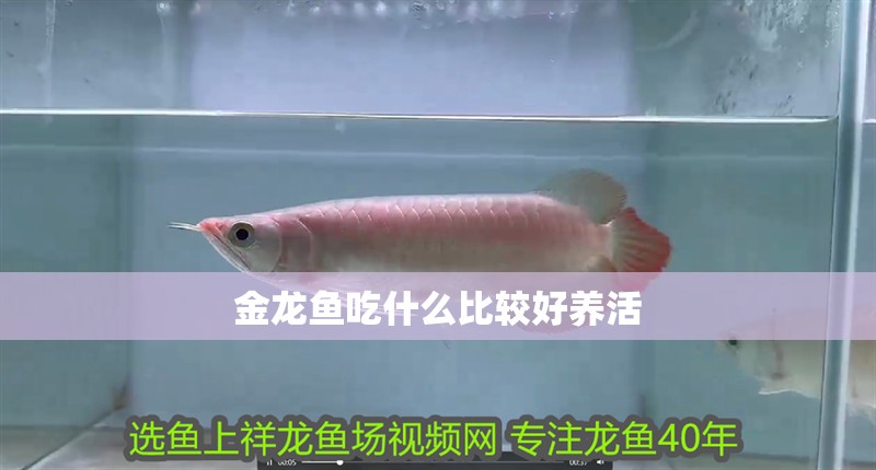 金龍魚(yú)吃什么比較好養(yǎng)活