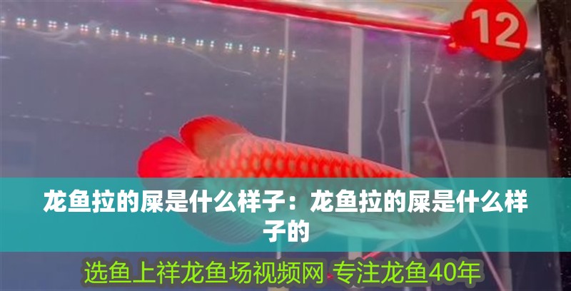 龍魚拉的屎是什么樣子：龍魚拉的屎是什么樣子的 龍魚拉的屎是什么樣子：龍魚拉的屎是什么樣子的 水族問答