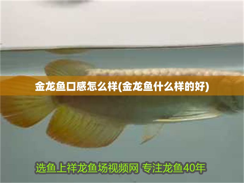 金龍魚口感怎么樣(金龍魚什么樣的好)