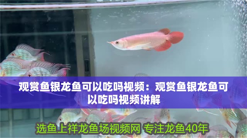 觀賞魚銀龍魚可以吃嗎視頻：觀賞魚銀龍魚可以吃嗎視頻講解