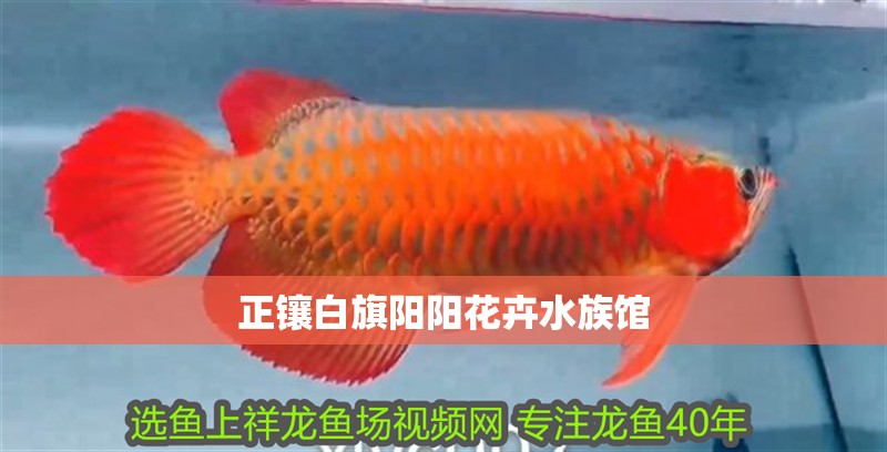 正鑲白旗陽(yáng)陽(yáng)花卉水族館