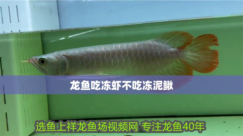龍魚吃凍蝦不吃凍泥鰍