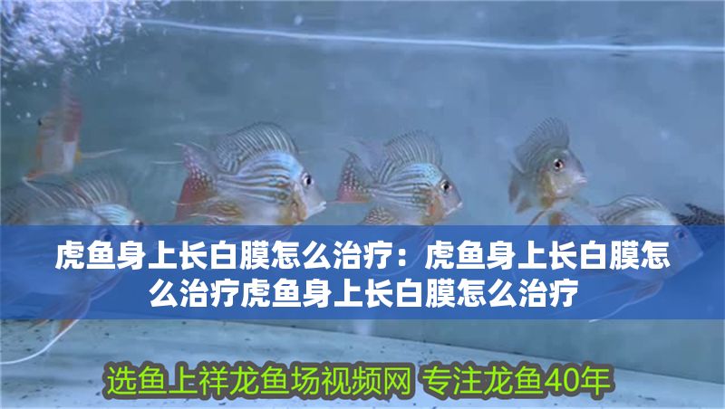 虎魚身上長白膜怎么治療：虎魚身上長白膜怎么治療虎魚身上長白膜怎么治療