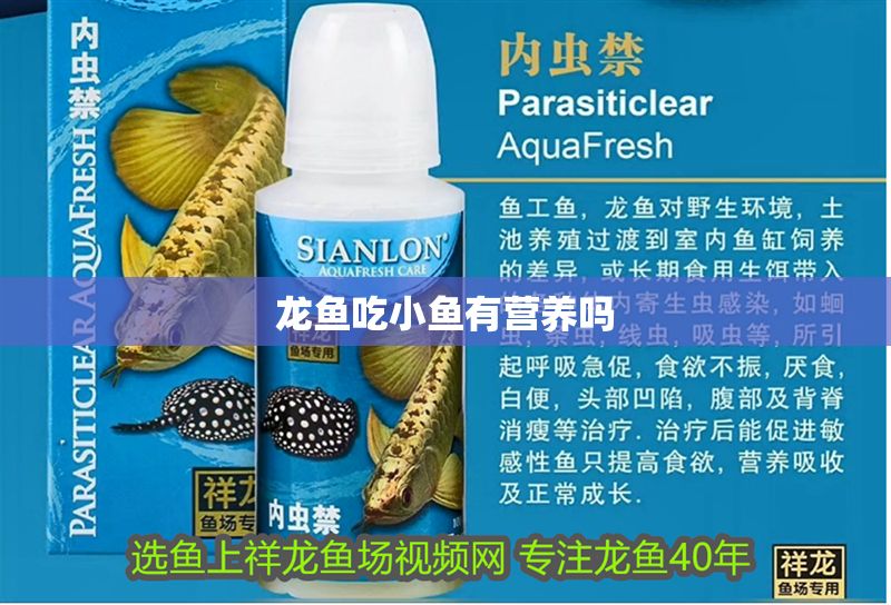 龍魚(yú)吃小魚(yú)有營(yíng)養(yǎng)嗎