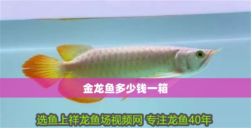 金龍魚多少錢一箱