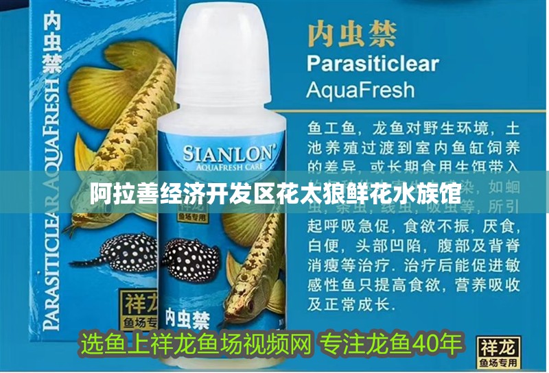 阿拉善經濟開發區花太狼鮮花水族館