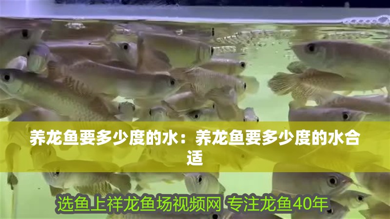 養(yǎng)龍魚要多少度的水：養(yǎng)龍魚要多少度的水合適