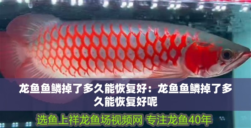龍魚魚鱗掉了多久能恢復好：龍魚魚鱗掉了多久能恢復好呢