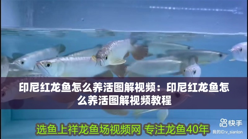 印尼紅龍魚怎么養(yǎng)活圖解視頻：印尼紅龍魚怎么養(yǎng)活圖解視頻教程