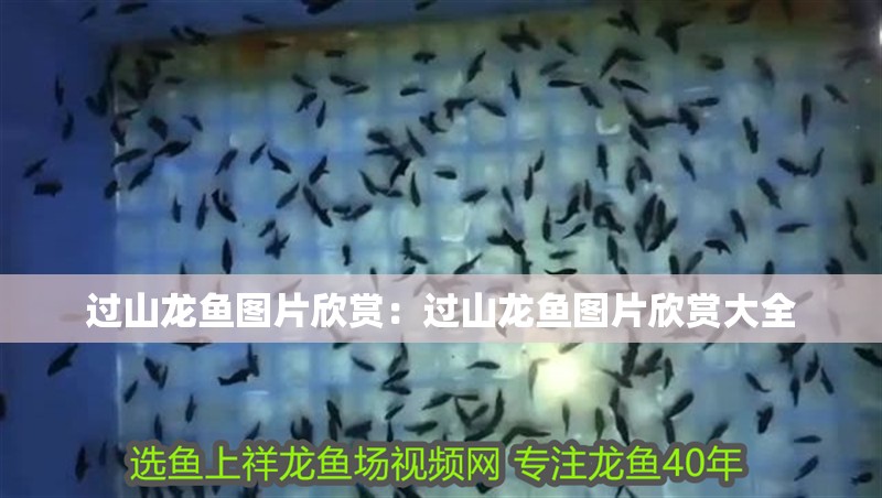 過山龍魚圖片欣賞：過山龍魚圖片欣賞大全