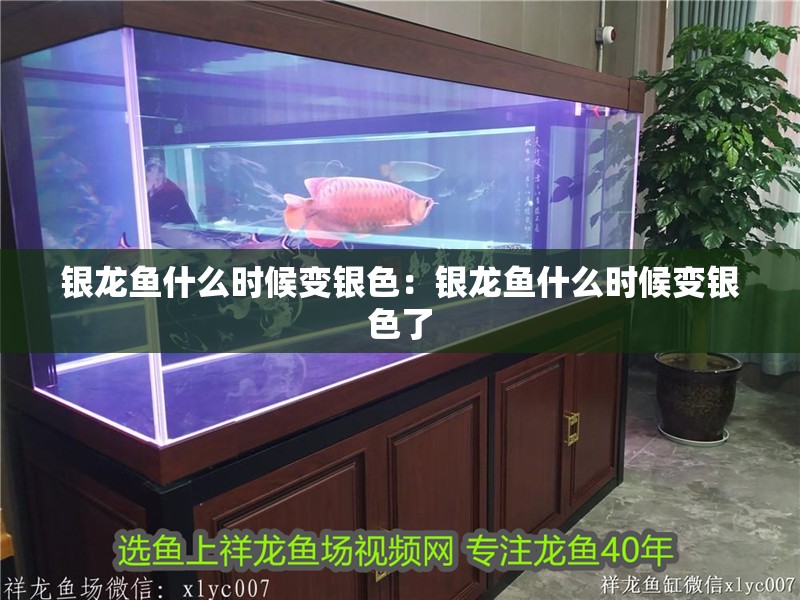 銀龍魚什么時候變銀色：銀龍魚什么時候變銀色了