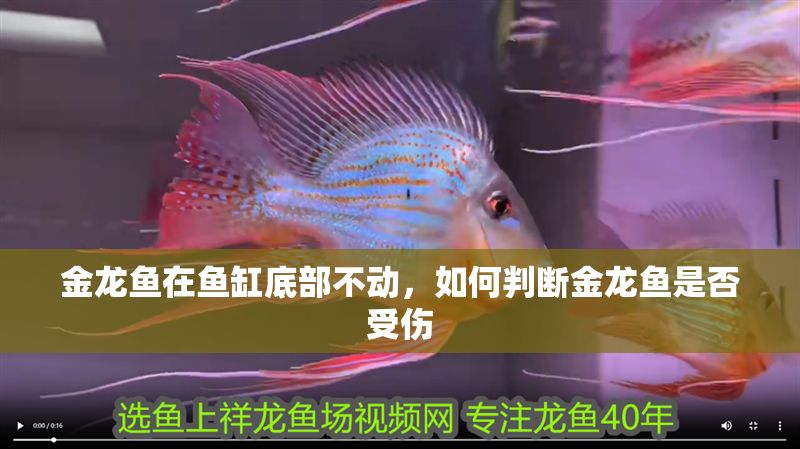 金龍魚在魚缸底部不動，如何判斷金龍魚是否受傷