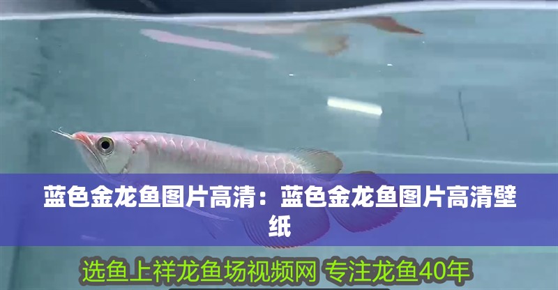 藍色金龍魚圖片高清：藍色金龍魚圖片高清壁紙