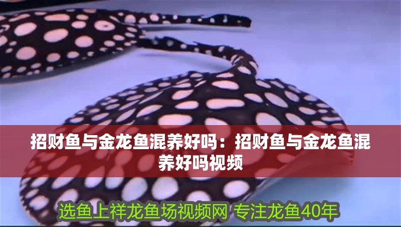 印尼紅龍魚價格走勢圖片(印尼紅龍魚多少錢)