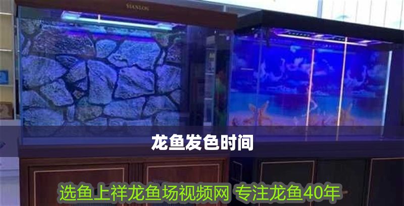 龍魚發色時間