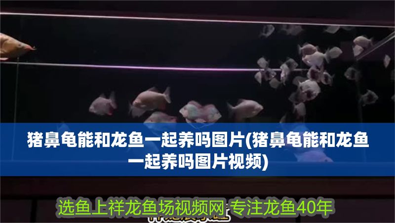 豬鼻龜能和龍魚一起養(yǎng)嗎圖片(豬鼻龜能和龍魚一起養(yǎng)嗎圖片視頻)