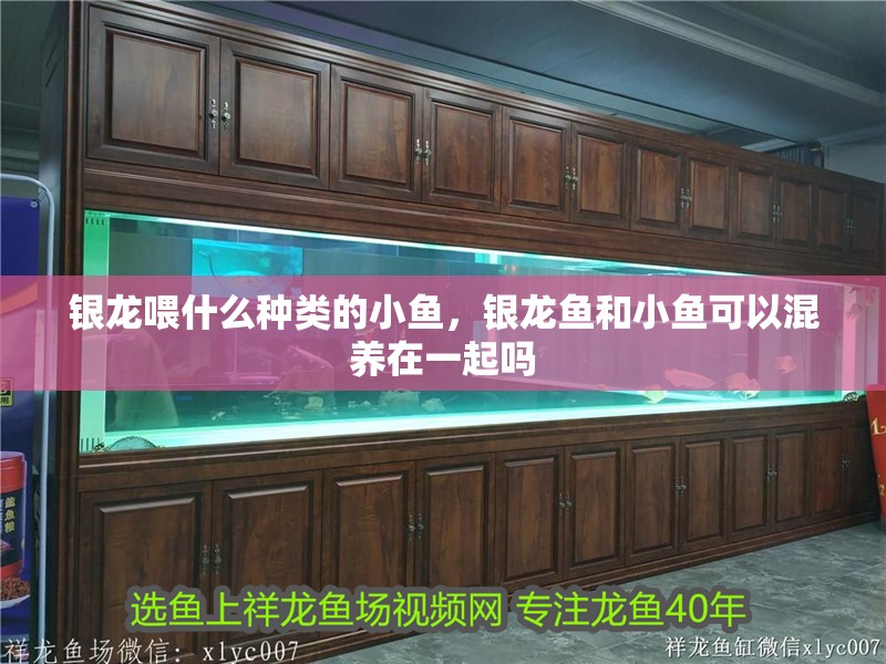 銀龍喂什么種類的小魚，銀龍魚和小魚可以混養在一起嗎