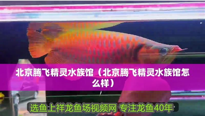 北京騰飛精靈水族館（北京騰飛精靈水族館怎么樣）