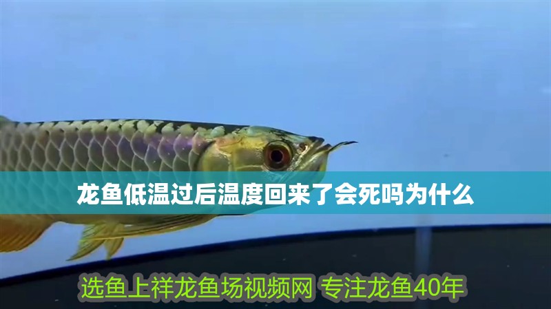 龍魚低溫過后溫度回來了會死嗎為什么