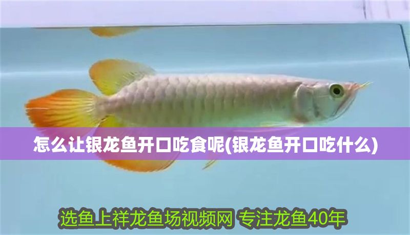 怎么讓銀龍魚開口吃食呢(銀龍魚開口吃什么)