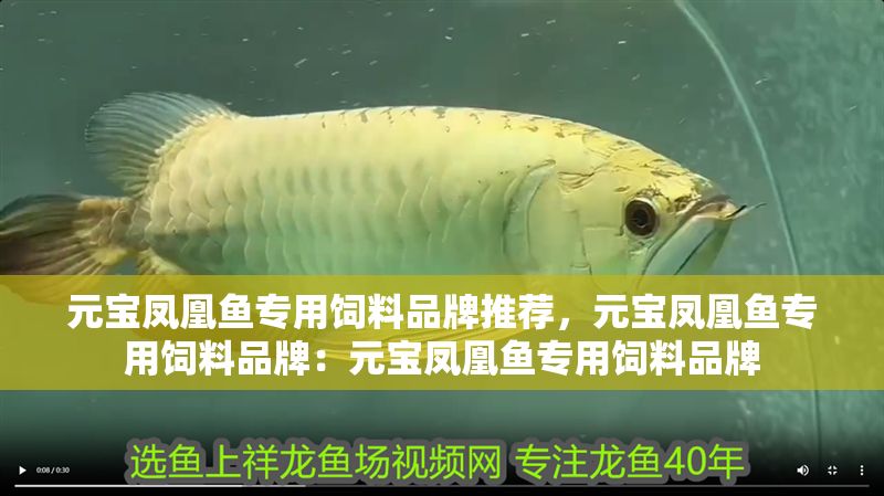 元寶鳳凰魚專用飼料品牌推薦，元寶鳳凰魚專用飼料品牌：元寶鳳凰魚專用飼料品牌