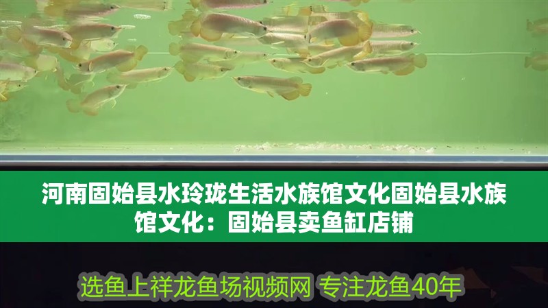河南固始縣水玲瓏生活水族館文化固始縣水族館文化：固始縣賣魚缸店鋪
