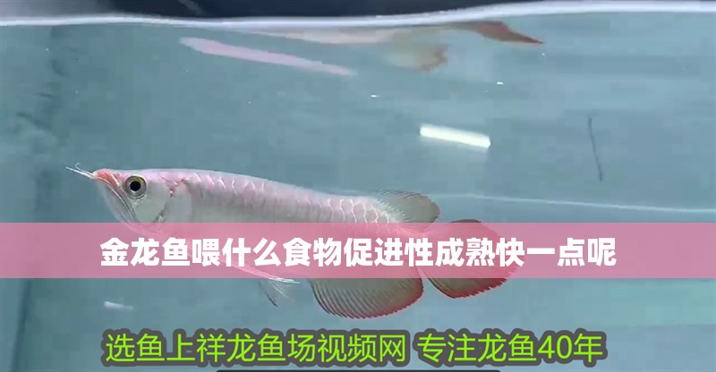 金龍魚喂什么食物促進(jìn)性成熟快一點呢