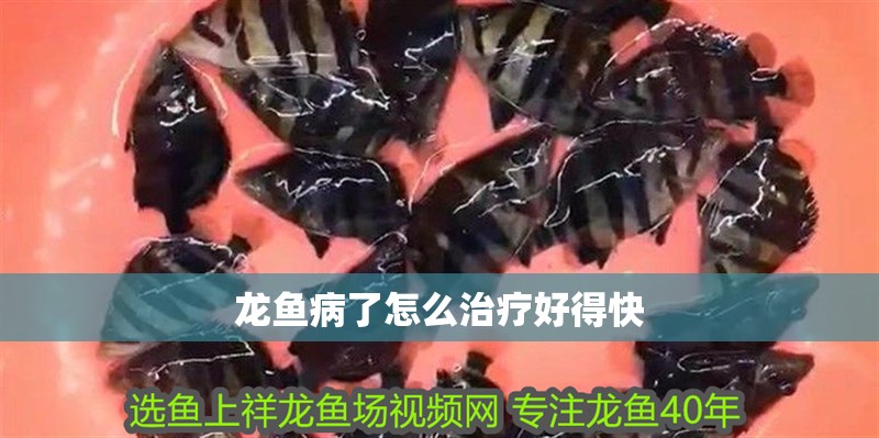 龍魚病了怎么治療好得快