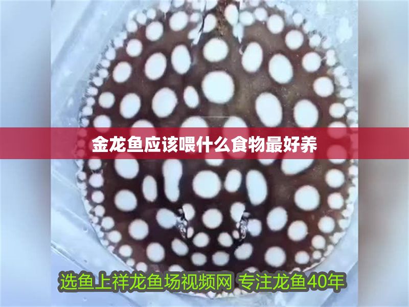 金龍魚應該喂什么食物最好養