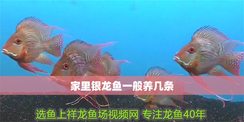 家里銀龍魚一般養(yǎng)幾條