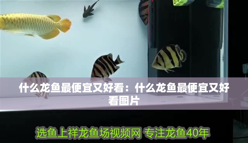什么龍魚最便宜又好看:什么龍魚最便宜又好看圖片 水族問答 什么龍魚最便宜又好看:什么龍魚最便宜又好看圖片 什么龍魚最便宜又好看:什么龍魚最便宜又好看圖片 水族問答