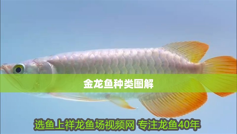 金龍魚種類圖解