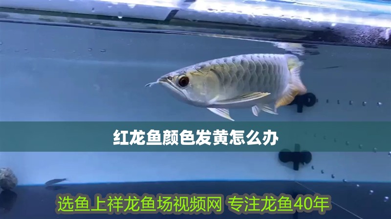 紅龍魚顏色發黃怎么辦