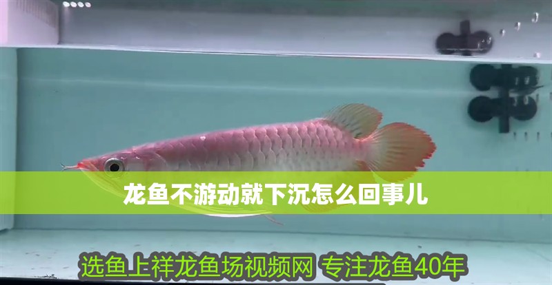 龍魚不游動就下沉怎么回事兒