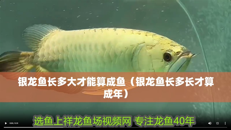 銀龍魚長多大才能算成魚（銀龍魚長多長才算成年）