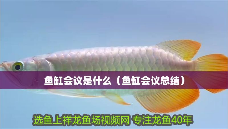 魚缸會(huì)議是什么（魚缸會(huì)議總結(jié)）