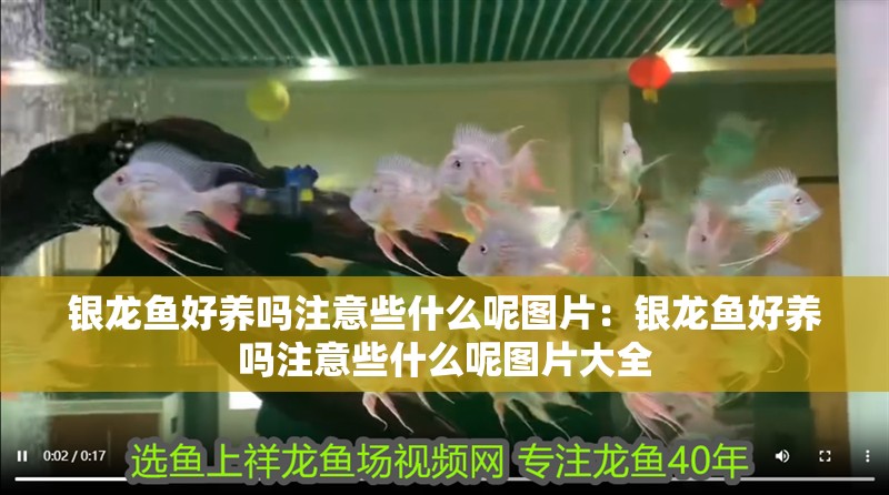 銀龍魚好養嗎注意些什么呢圖片：銀龍魚好養嗎注意些什么呢圖片大全