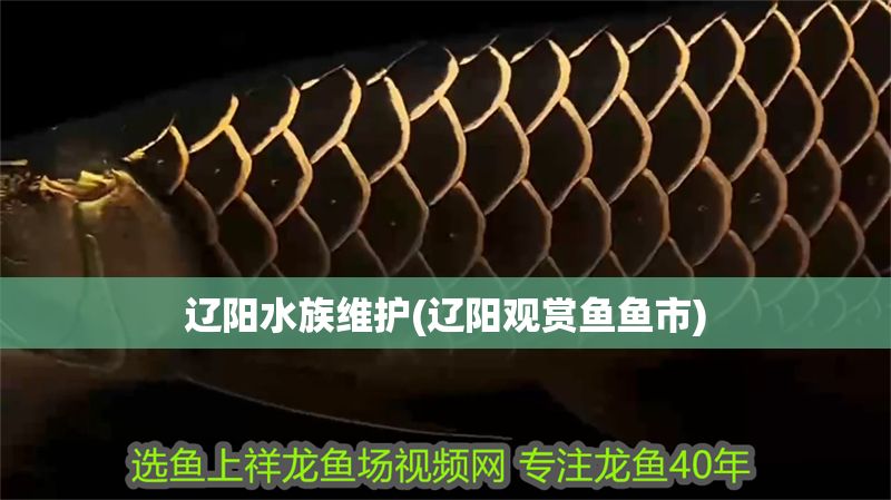 遼陽水族維護(遼陽觀賞魚魚市)