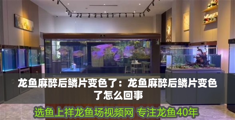 龍魚麻醉后鱗片變色了：龍魚麻醉后鱗片變色了怎么回事