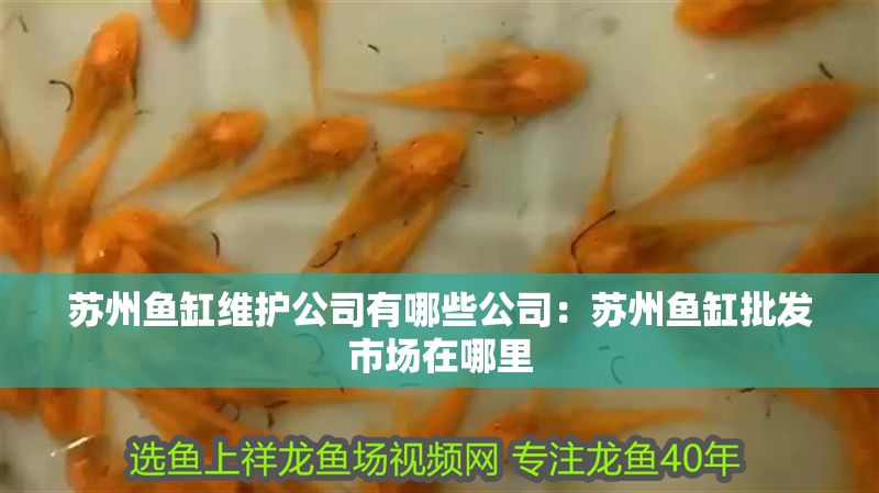 蘇州魚缸維護(hù)公司有哪些公司：蘇州魚缸批發(fā)市場在哪里 蘇州魚缸維護(hù)公司有哪些公司：蘇州魚缸批發(fā)市場在哪里 豬鼻龜百科 第1張