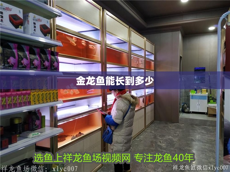 金龍魚能長(zhǎng)到多少