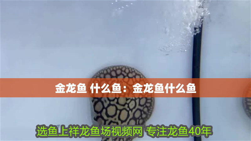 金龍魚 什么魚：金龍魚什么魚