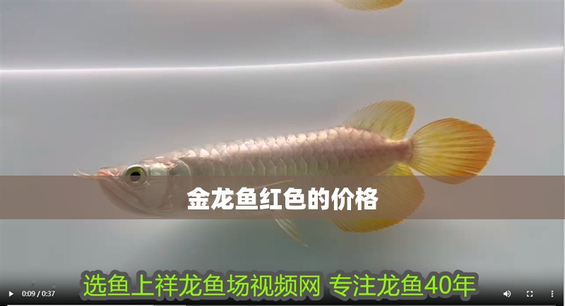 金龍魚紅色的價格