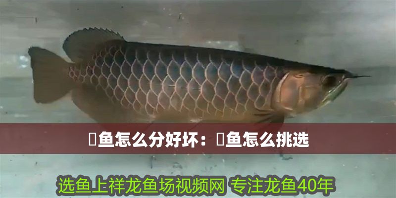 魟魚怎么分好壞：魟魚怎么挑選