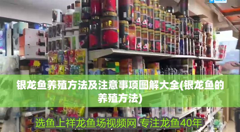 銀龍魚養殖方法及注意事項圖解大全(銀龍魚的養殖方法)