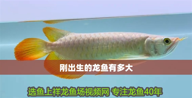 龍魚(yú)不吃東西是什么原因引起的怎么治