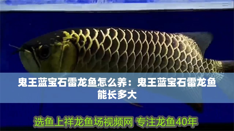 鬼王藍寶石雷龍魚怎么養(yǎng)：鬼王藍寶石雷龍魚能長多大