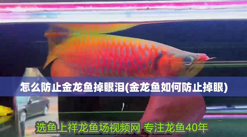怎么防止金龍魚掉眼淚(金龍魚如何防止掉眼)