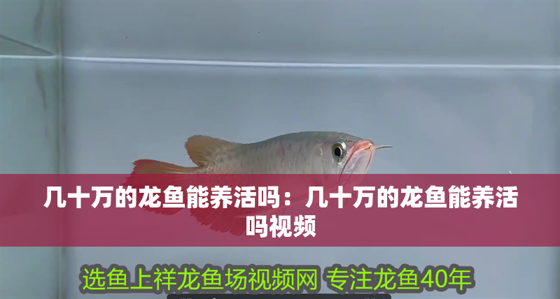 杭州龍魚市場營業時間表最新：杭州龍魚市場營業時間表最新消息