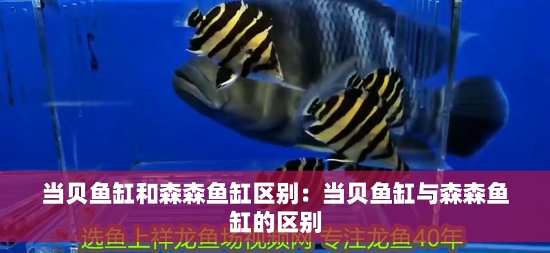當貝魚缸和森森魚缸區別：當貝魚缸與森森魚缸的區別